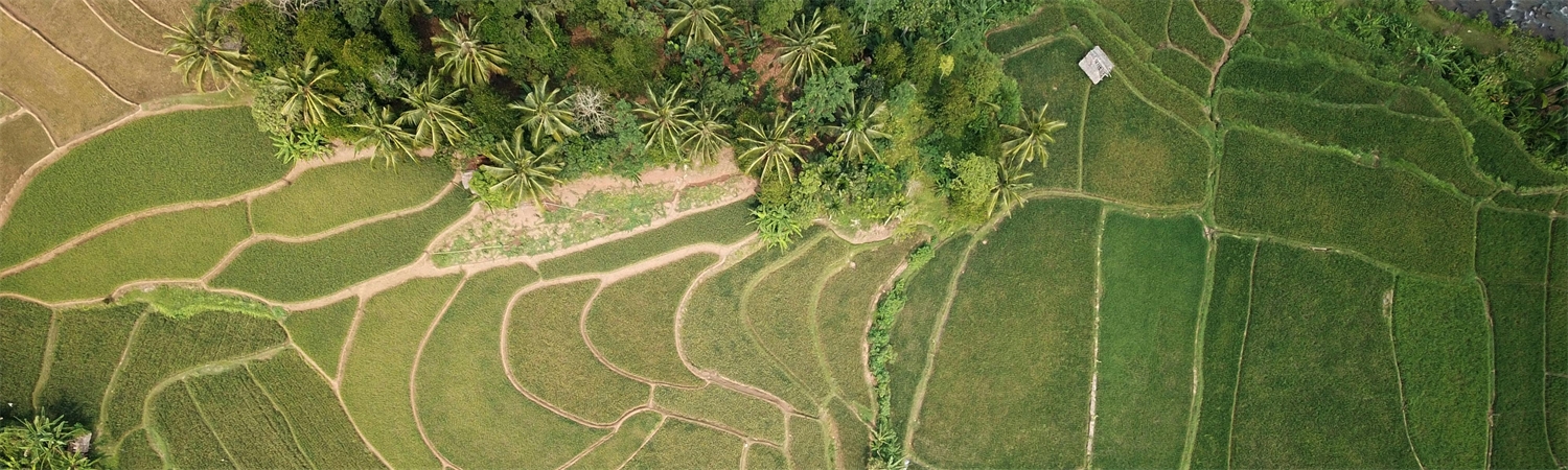 Rijstvelden 