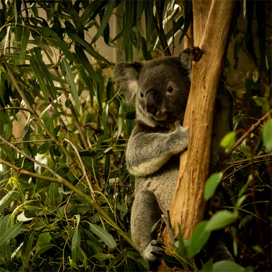 Brisbane