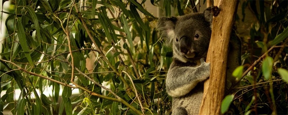 Koala in Brisbane