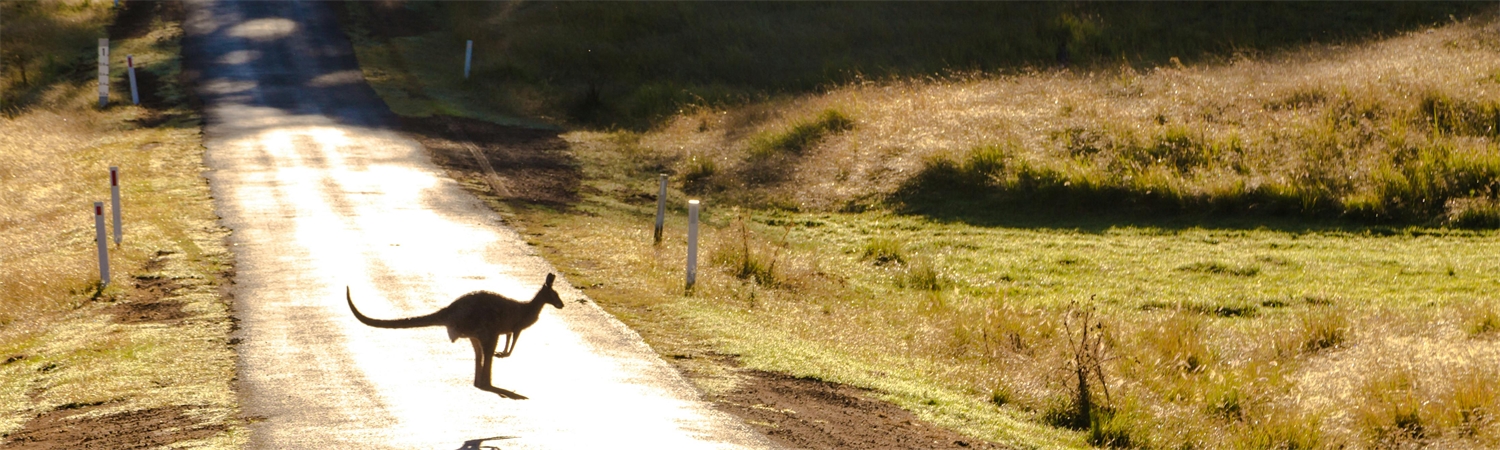 Kangaroo in Australië 