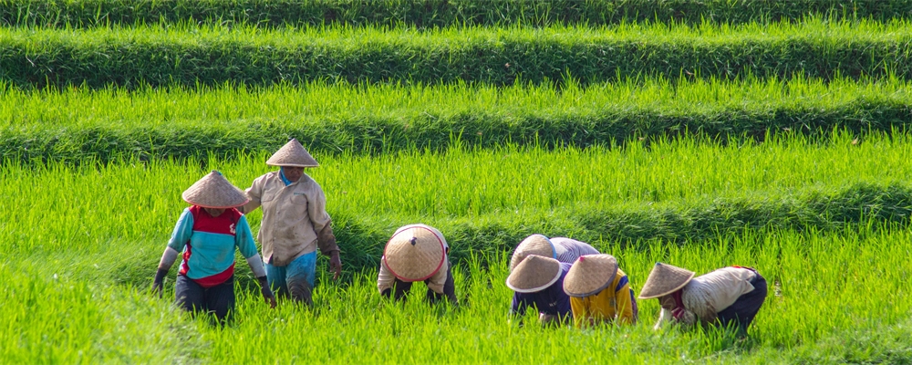 werken in rijstvelden Indonesië 